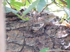 Sceloporus utiformis