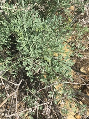 Ehrendorferia chrysantha