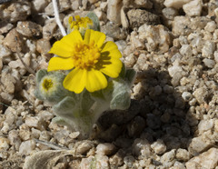 Eriophyllum wallacei