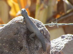 Sceloporus dugesii