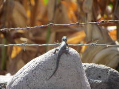 Sceloporus dugesii