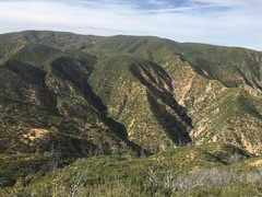 Pseudotsuga macrocarpa