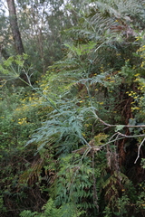 Notobubon gummiferum