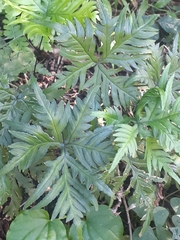 Doryopteris concolor
