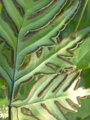Doryopteris concolor