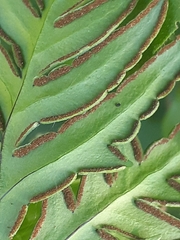 Doryopteris concolor