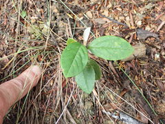 Pomaderris hamiltonii