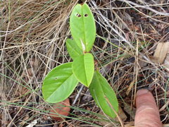 Pomaderris hamiltonii