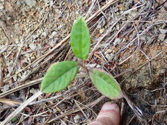 Pomaderris hamiltonii