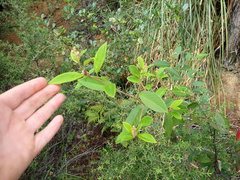 Pomaderris hamiltonii