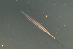 Zenarchopterus buffonis