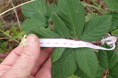 Rubus polyanthemus