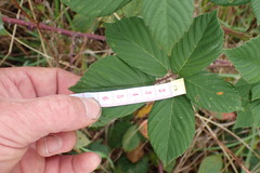 Rubus polyanthemus