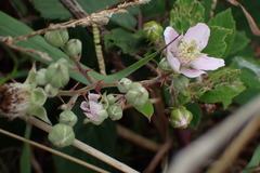 Rubus polyanthemus