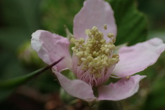 Rubus polyanthemus