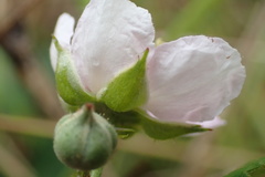 Rubus polyanthemus