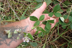 Rubus polyanthemus