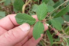 Rubus polyanthemus