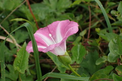 Calystegia sepium roseata