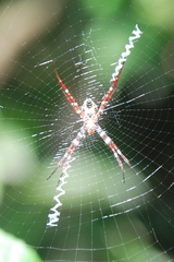 Argiope mangal