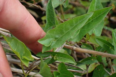 Calystegia sepium roseata