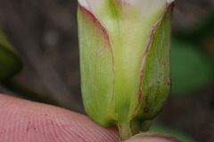 Calystegia sepium roseata