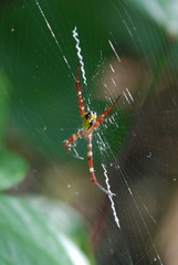 Argiope mangal