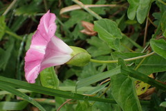 Calystegia sepium roseata