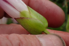 Calystegia sepium roseata