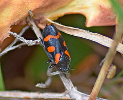 Cercopis