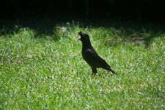 Acridotheres cristatellus