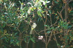 Pycnonotus goiavier