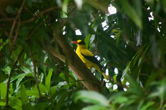 Oriolus chinensis