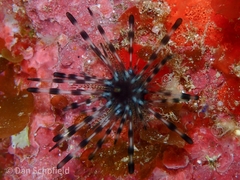 Echinothrix diadema