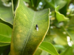 Stratiomyomorpha