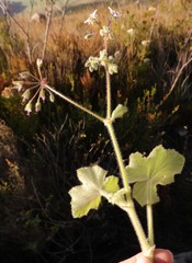 Pelargonium tomentosum
