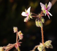 Pelargonium tomentosum