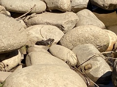 Lithobates palustris