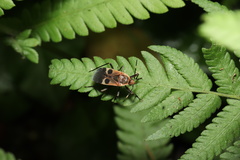 Physopelta gutta gutta