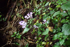 Plectranthus saccatus