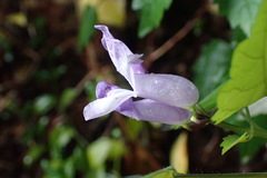 Plectranthus saccatus