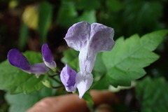 Plectranthus saccatus