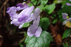 Plectranthus saccatus