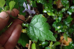 Plectranthus saccatus