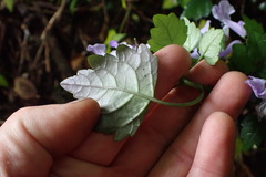 Plectranthus saccatus