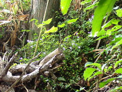 Plectranthus saccatus