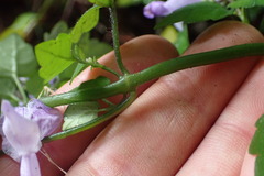 Plectranthus saccatus