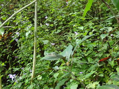 Plectranthus saccatus