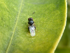 Stratiomyomorpha