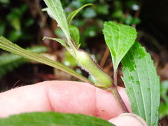 Procecidochares alani